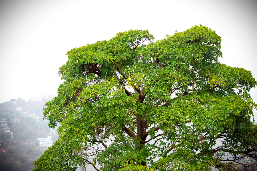 Green Big Tree & Cloud Sky View Photograph Print 100% Australian Made