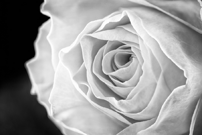 B&W Rose Flower Closeup Photograph Print 100% Australian Made