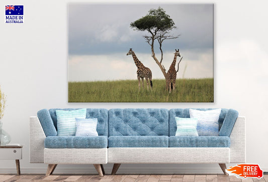 Giraffes Under Tree Photograph Print 100% Australian Made