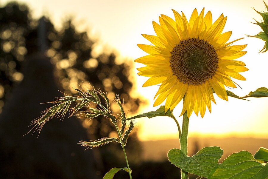 Sunflower Closeup Sunset Photograph Print 100% Australian Made