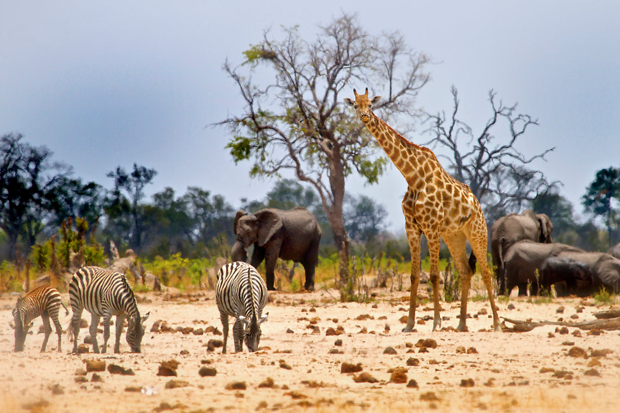 Animals Hwange National Park View Photograph Print 100% Australian Made