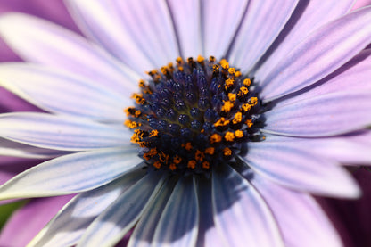 Purple Aster Flower Closeup View Photograph Print 100% Australian Made