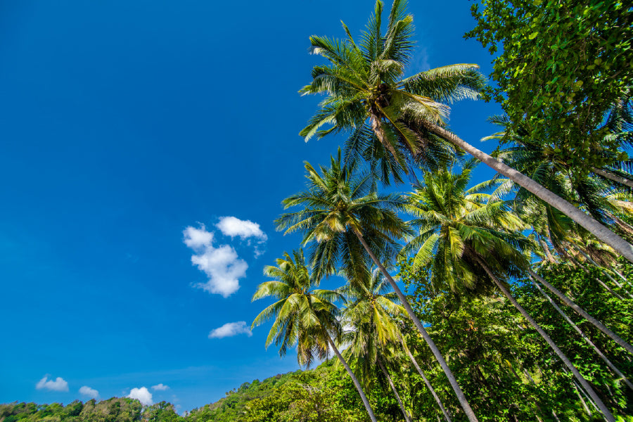 Coconut Palm Trees with Blue Sky Photograph Print 100% Australian Made