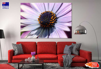 Purple Aster Flower Closeup View Photograph Print 100% Australian Made