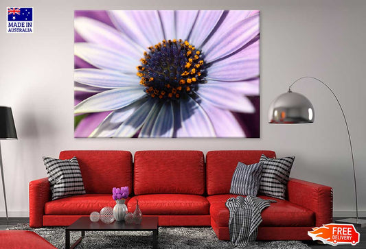 Purple Aster Flower Closeup View Photograph Print 100% Australian Made