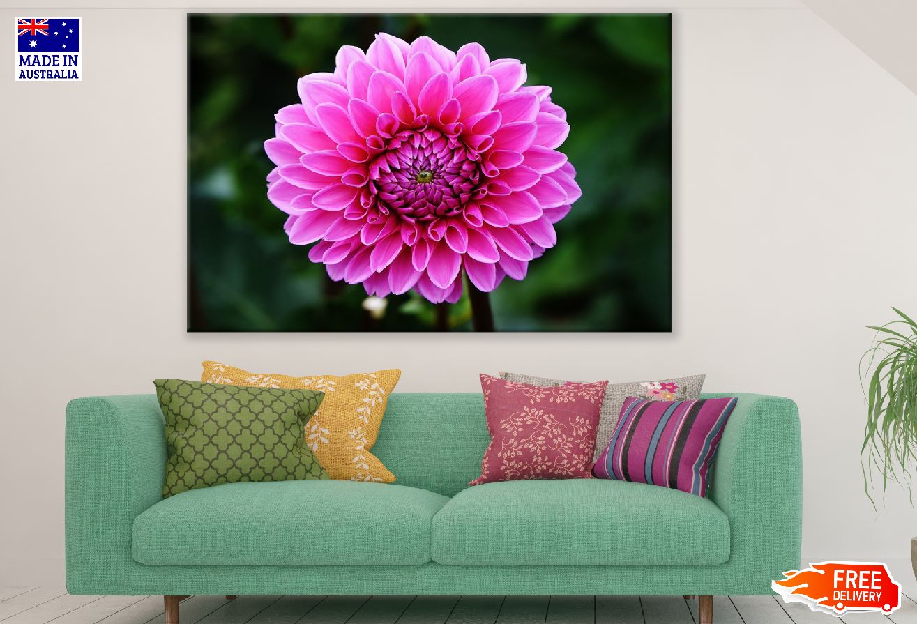 Pink Dahlia Flower Closeup Photograph Print 100% Australian Made