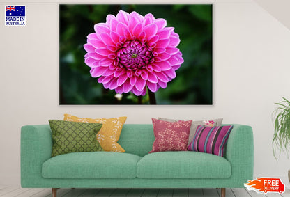 Pink Dahlia Flower Closeup Photograph Print 100% Australian Made