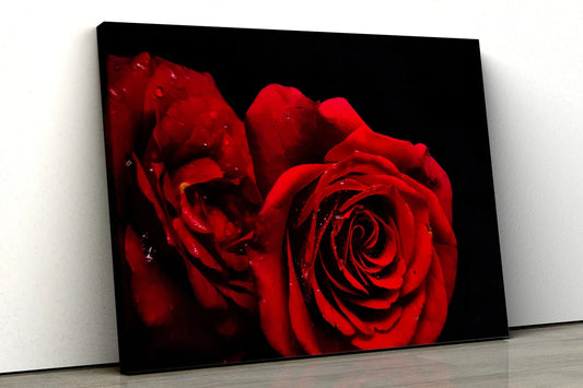 Rose Flowers Closeup Photograph Acrylic Glass Print Tempered Glass Wall Art 100% Made in Australia Ready to Hang