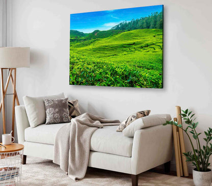 Bella Home Scenery of Tea Plantation in Indonesia Print Canvas Ready to hang