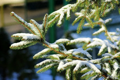 Christmas Tree Iglak Snow Photograph Print 100% Australian Made