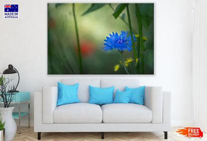 Blue Cornflower Closeup Photograph Print 100% Australian Made