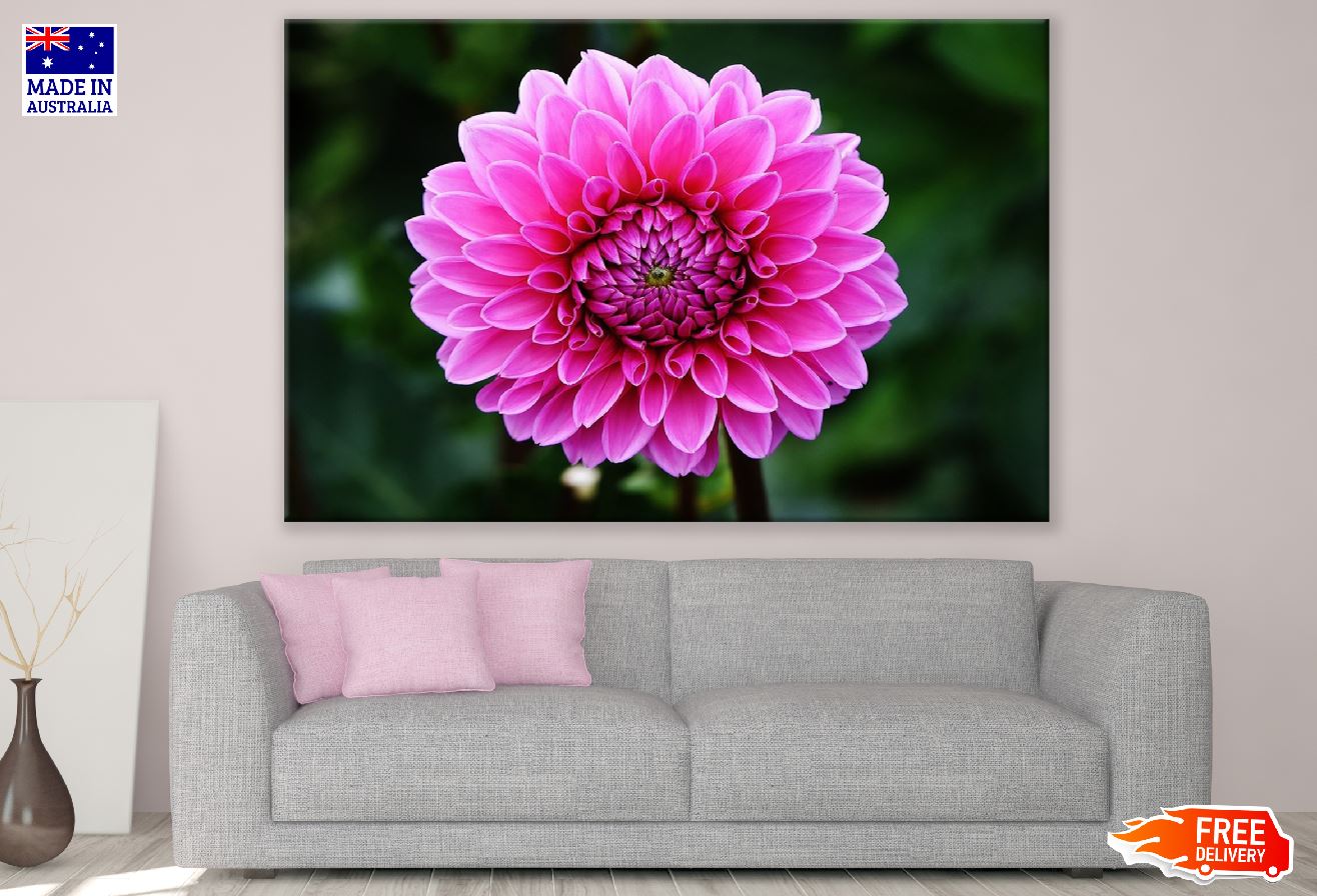 Pink Dahlia Flower Closeup Photograph Print 100% Australian Made