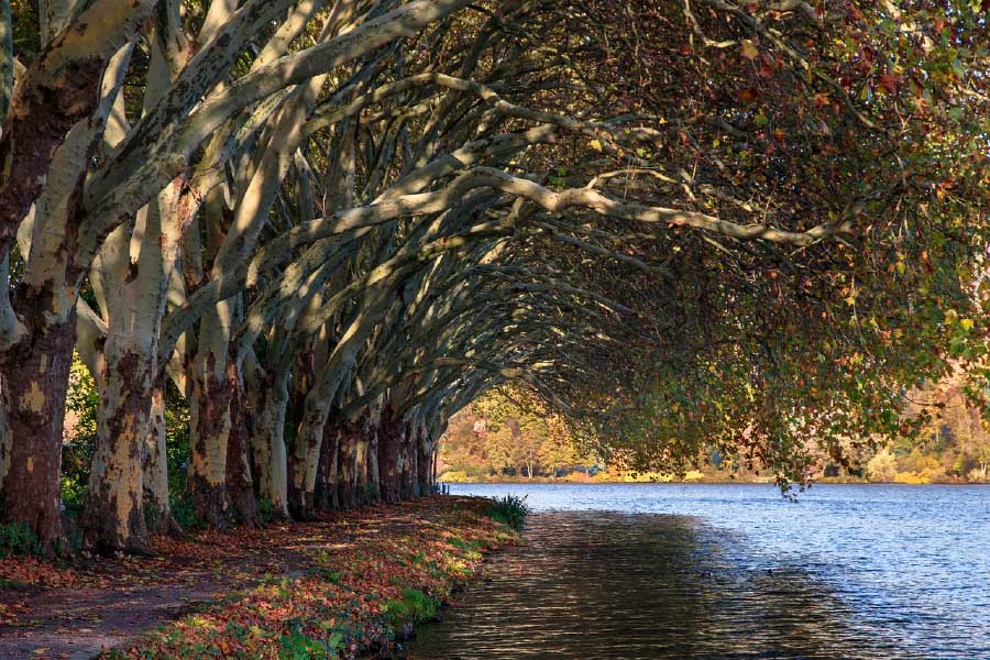 Tree Row Near Lake Photograph Print 100% Australian Made