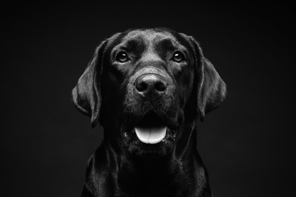 Dog Face Potrait B&W Photograph Print 100% Australian Made