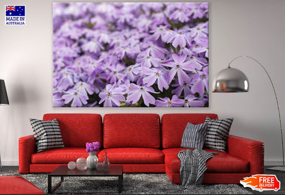 Blossom Purple Flowers Closeup Photograph Print 100% Australian Made