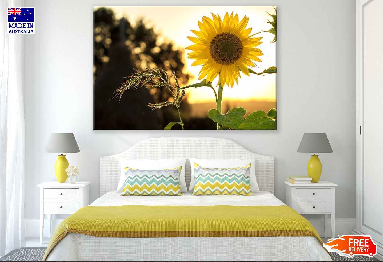 Sunflower Closeup Sunset Photograph Print 100% Australian Made