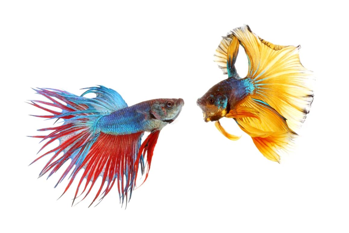 Fighter Fish Pair Closeup Photograph Home Decor Premium Quality Poster Print Choose Your Sizes