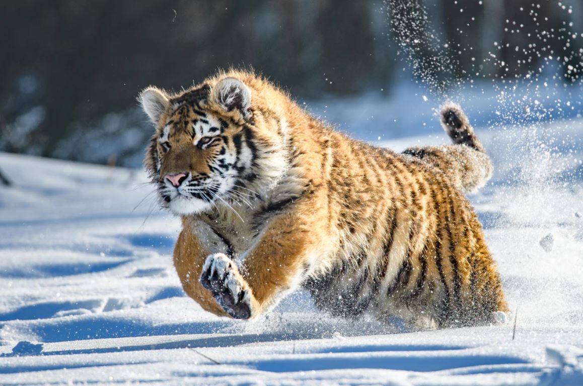 Tiger Running on Snow Photograph Home Decor Premium Quality Poster Print Choose Your Sizes