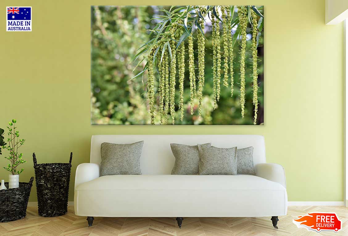 Pterocarya Fraxinifolia Tree Closeup Photograph Print 100% Australian Made