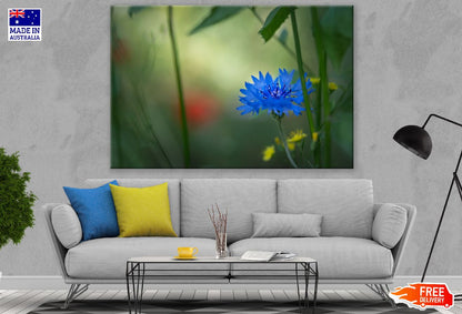 Blue Cornflower Closeup Photograph Print 100% Australian Made