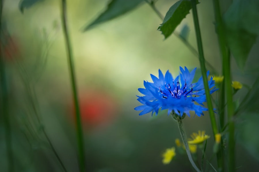 Blue Cornflower Closeup Photograph Print 100% Australian Made