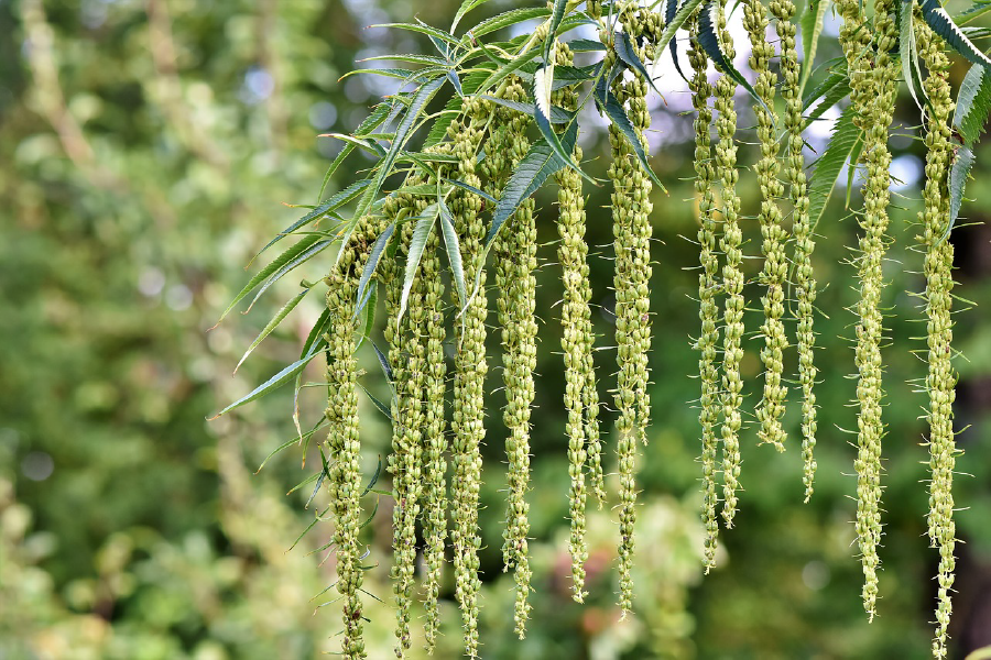 Pterocarya Fraxinifolia Tree Closeup Photograph Print 100% Australian Made