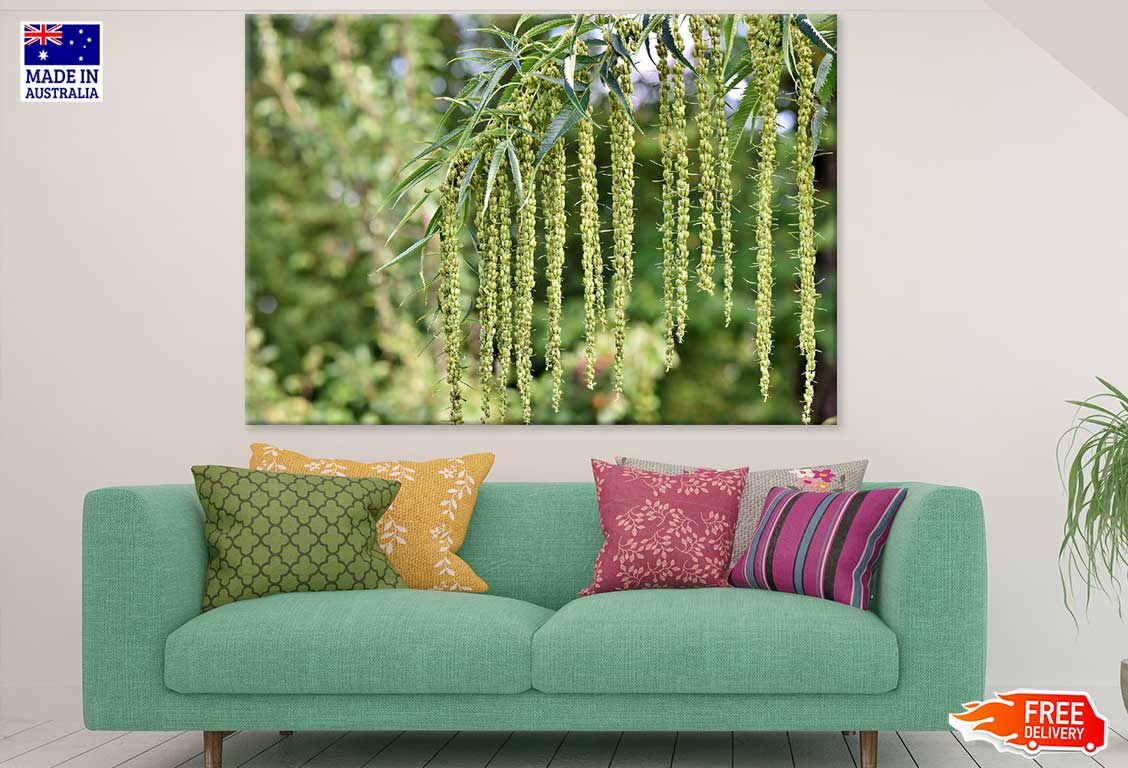 Pterocarya Fraxinifolia Tree Closeup Photograph Print 100% Australian Made