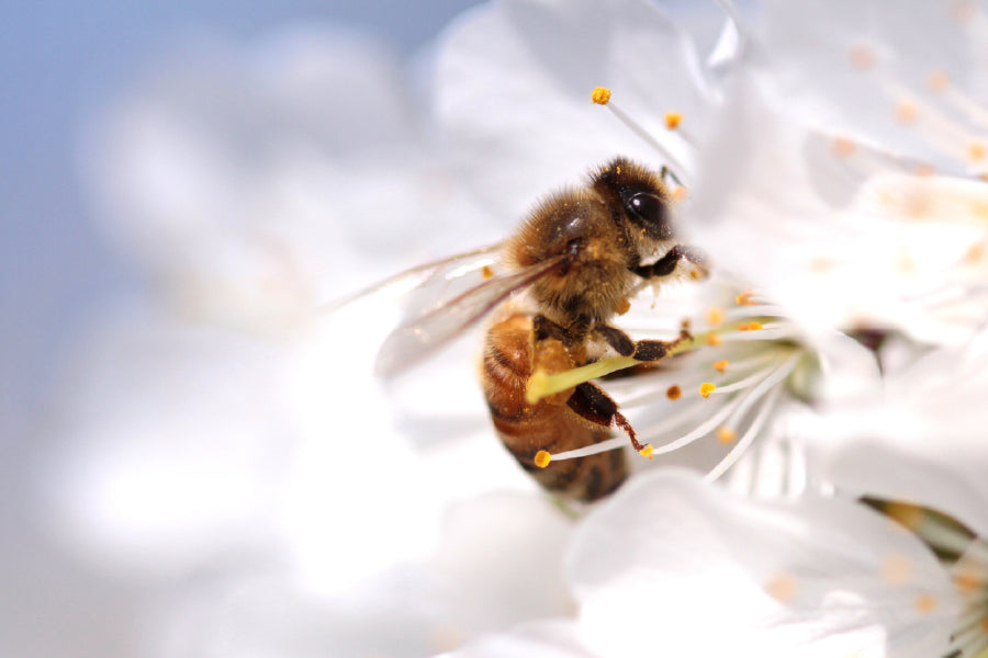 Bee on Flower Macro Photograph Print 100% Australian Made