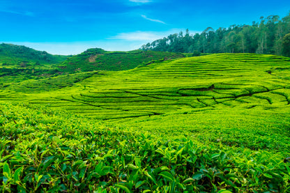 Bella Home Scenery of Tea Plantation in Indonesia Print Canvas Ready to hang