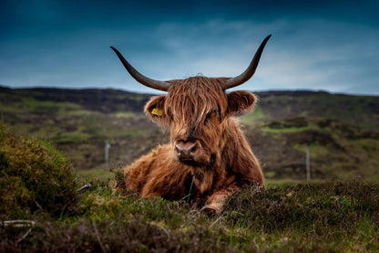 Highland Cow in Field Photograph Home Decor Premium Quality Poster Print Choose Your Sizes