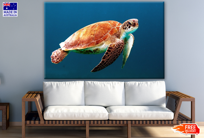 Turtle Swimming in Sea Photograph Print 100% Australian Made