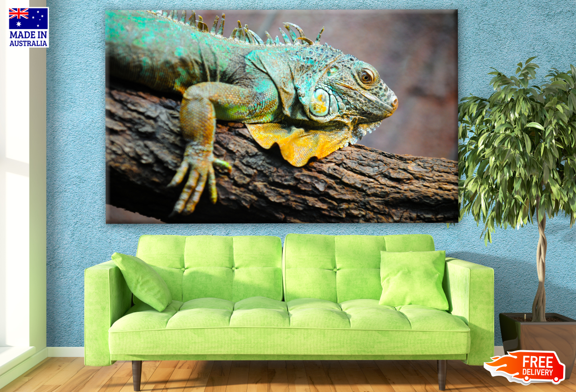 Australian Native Iguana on a Tree Photograph Print 100% Australian Made