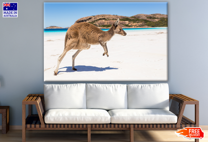 Australian Native Kangaroo on a Beach Photograph Print 100% Australian Made