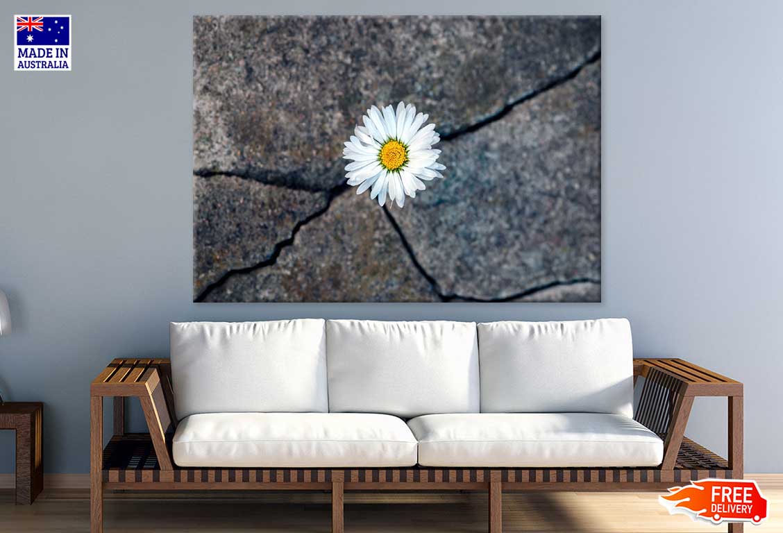 White Daisy Flower on Stone View Photograph Print 100% Australian Made