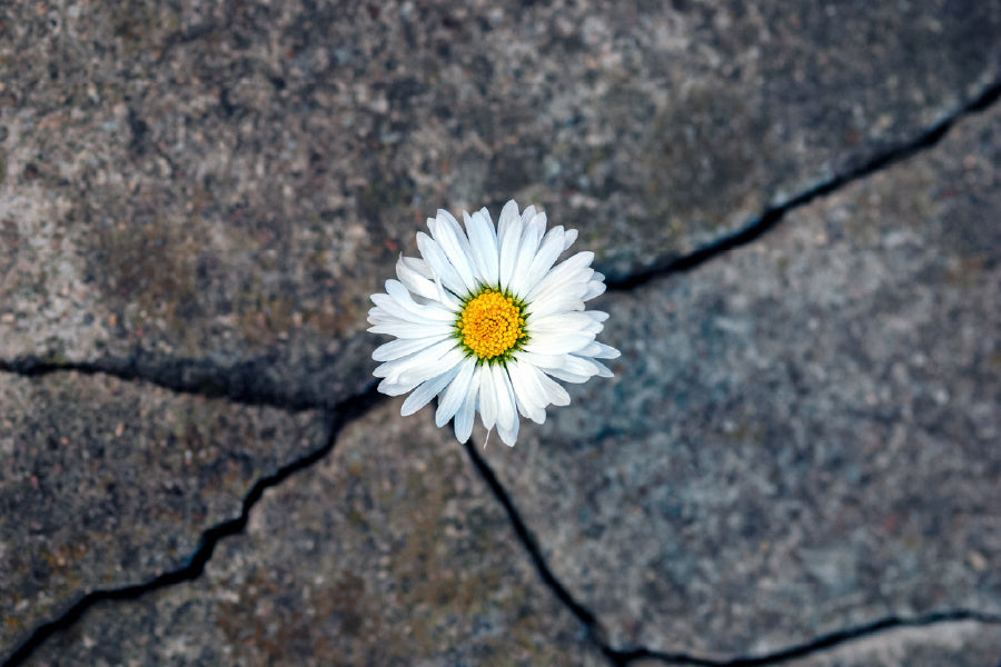 White Daisy Flower on Stone View Photograph Print 100% Australian Made
