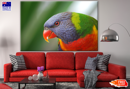 Australian Native Rainbow Lorikeet Bird Photograph Print 100% Australian Made