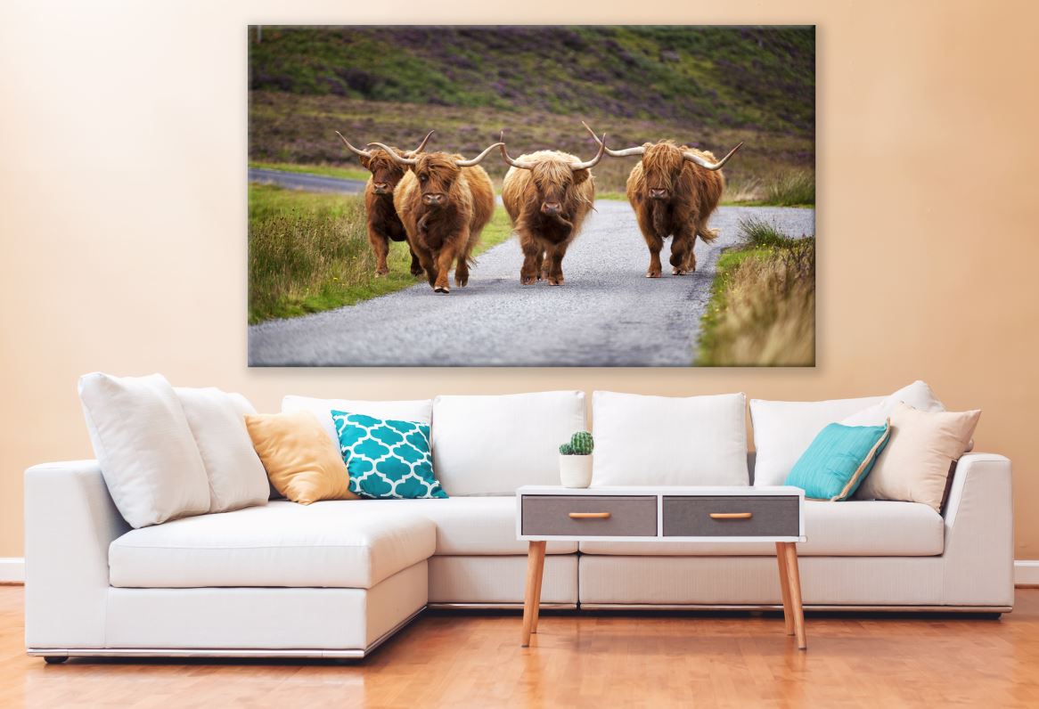 Highland Cows Walking Photograph Print 100% Australian Made