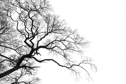 Dead Branches Tree B&W Silhouette Print 100% Australian Made