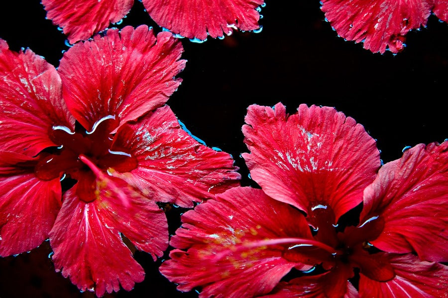 Red Hibiscus Flowers Photograph Print 100% Australian Made