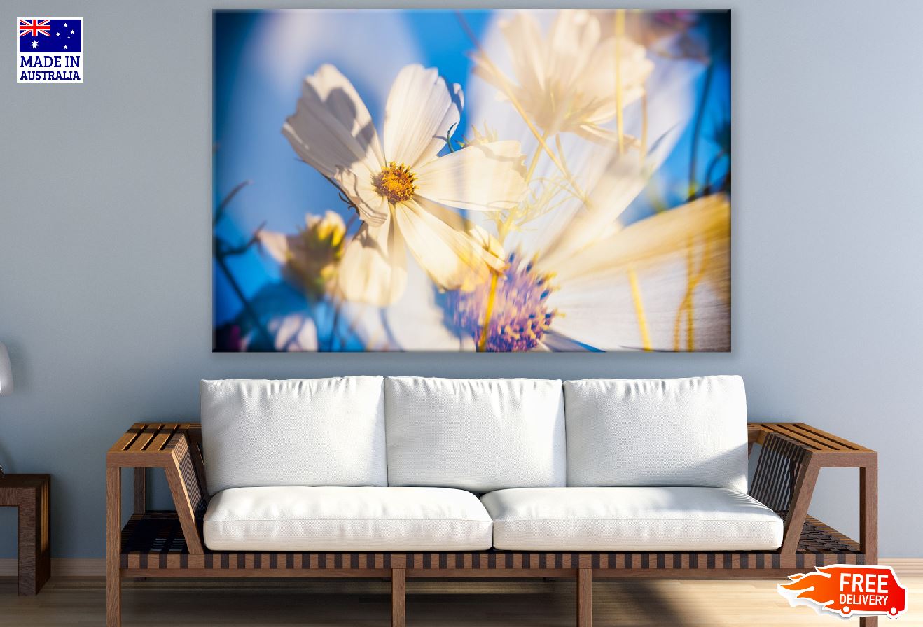 White Cosmea Flower Closeup Photograph Print 100% Australian Made
