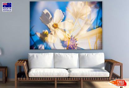 White Cosmea Flower Closeup Photograph Print 100% Australian Made
