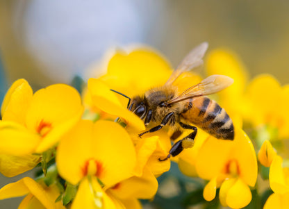 Bee on Flower Closeup Photograph Print 100% Australian Made