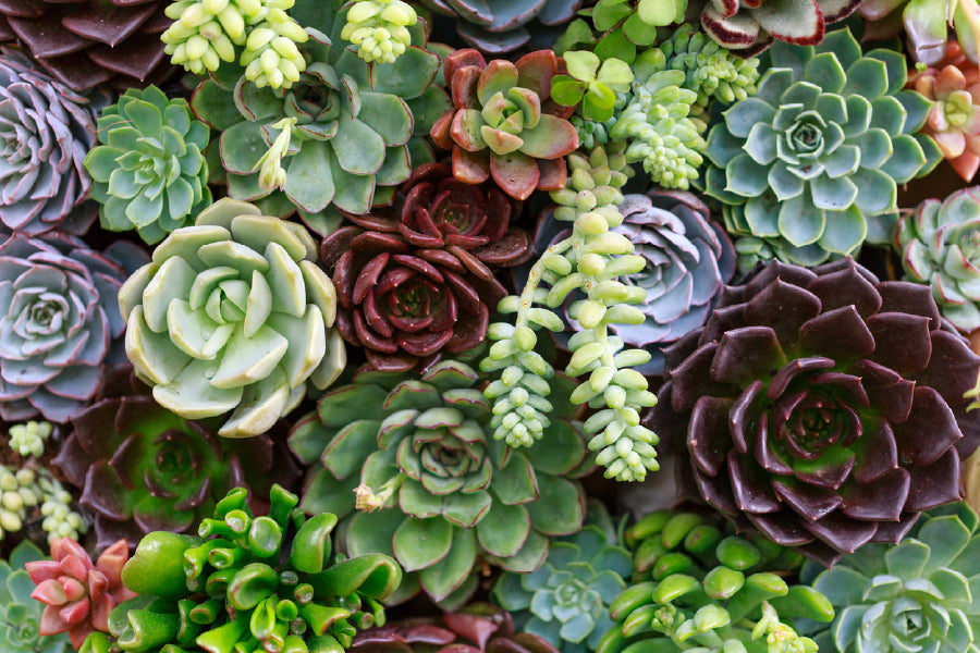 Succulent & Flower Garden View Photograph Print 100% Australian Made