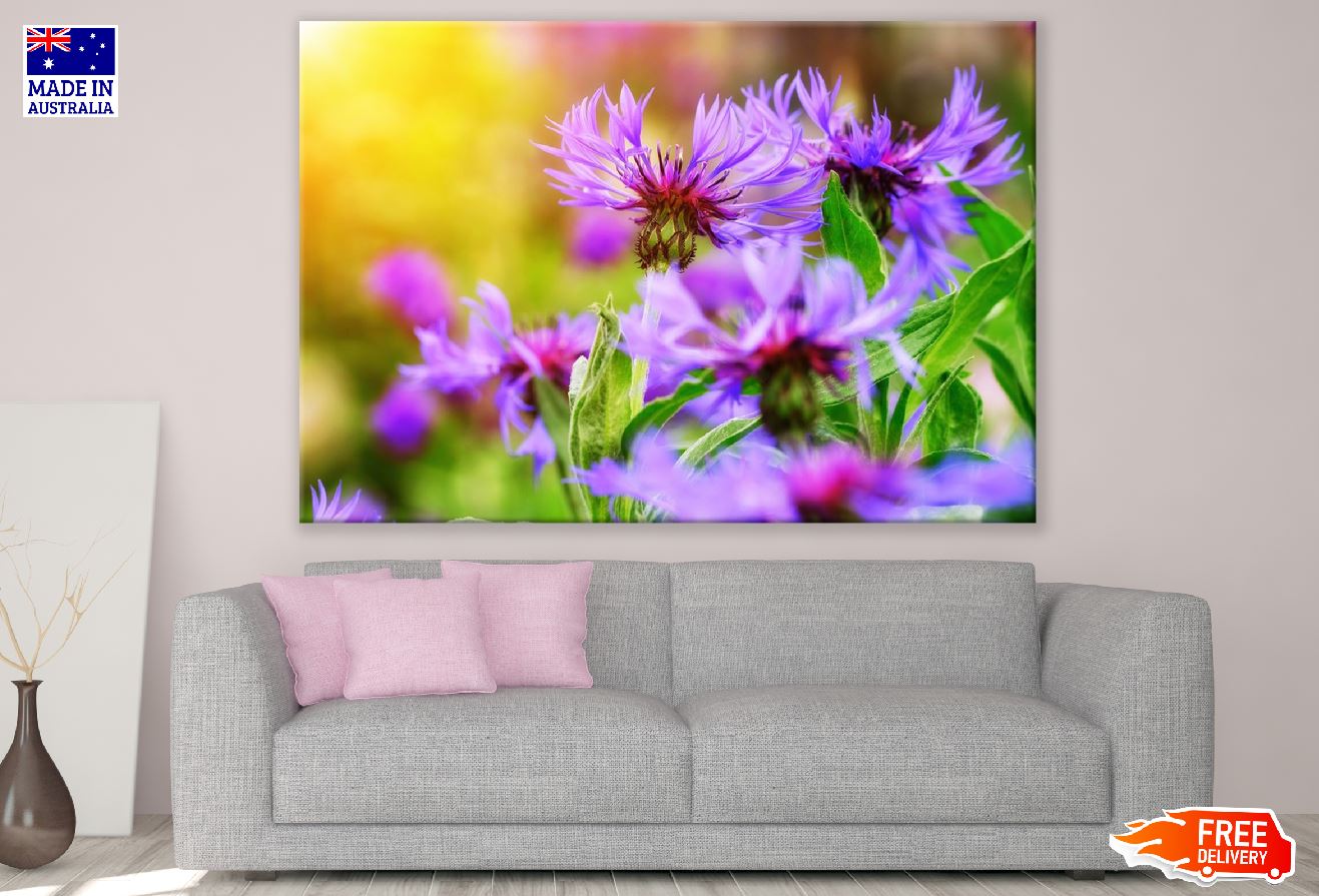 Purple Cornflowers Sunset Photograph Print 100% Australian Made