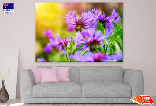 Purple Cornflowers Sunset Photograph Print 100% Australian Made