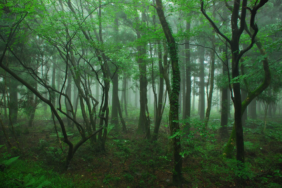 Misty Forest Photograph Print 100% Australian Made