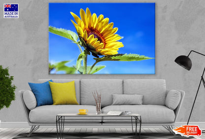 Sunflower Under Blue Sky Closeup Photograph Print 100% Australian Made