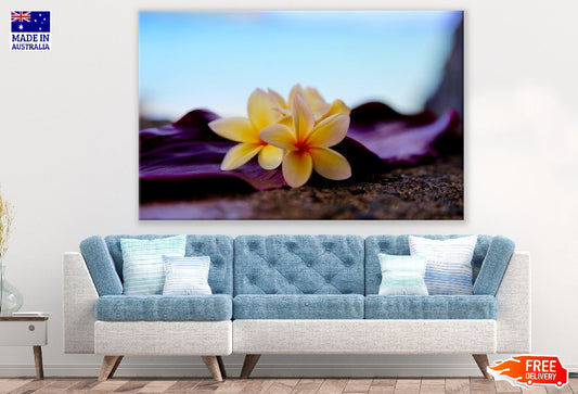 Plumeria Flowers Closeup Photograph Print 100% Australian Made