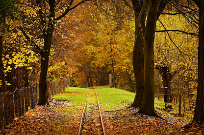 Rail track in Autumn Forest Photograph Print 100% Australian Made