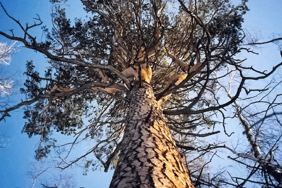 Large Dead Tree View From Below Photograph Print 100% Australian Made